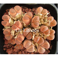 C162B - Plant